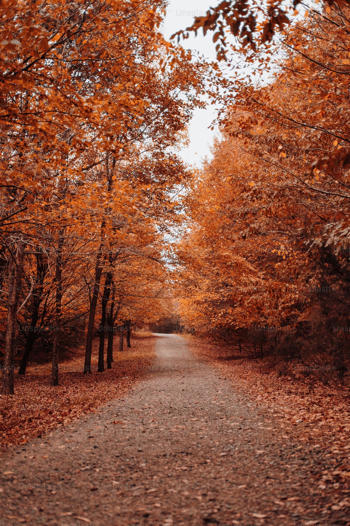 Autumn Harmony Collections