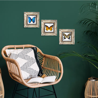 Butterfly Effect Trio Vintage